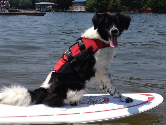 Melissa's Dog Paddle Boarding
